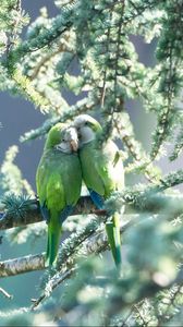 Preview wallpaper parrots, couple, branches, tender