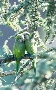 Preview wallpaper parrots, couple, branches, tender