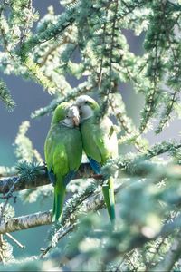 Preview wallpaper parrots, couple, branches, tender