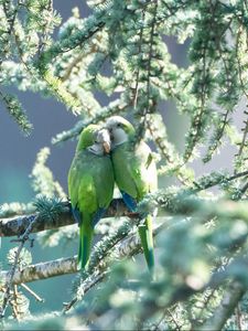 Preview wallpaper parrots, couple, branches, tender