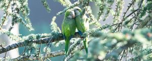 Preview wallpaper parrots, couple, branches, tender