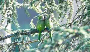 Preview wallpaper parrots, couple, branches, tender