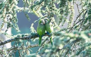 Preview wallpaper parrots, couple, branches, tender