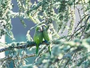 Preview wallpaper parrots, couple, branches, tender