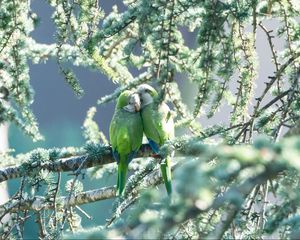 Preview wallpaper parrots, couple, branches, tender