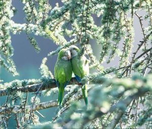 Preview wallpaper parrots, couple, branches, tender