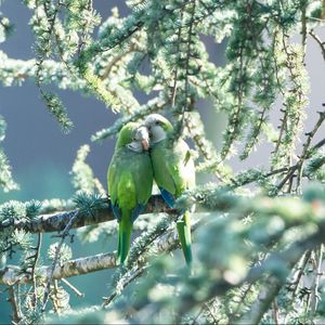 Preview wallpaper parrots, couple, branches, tender