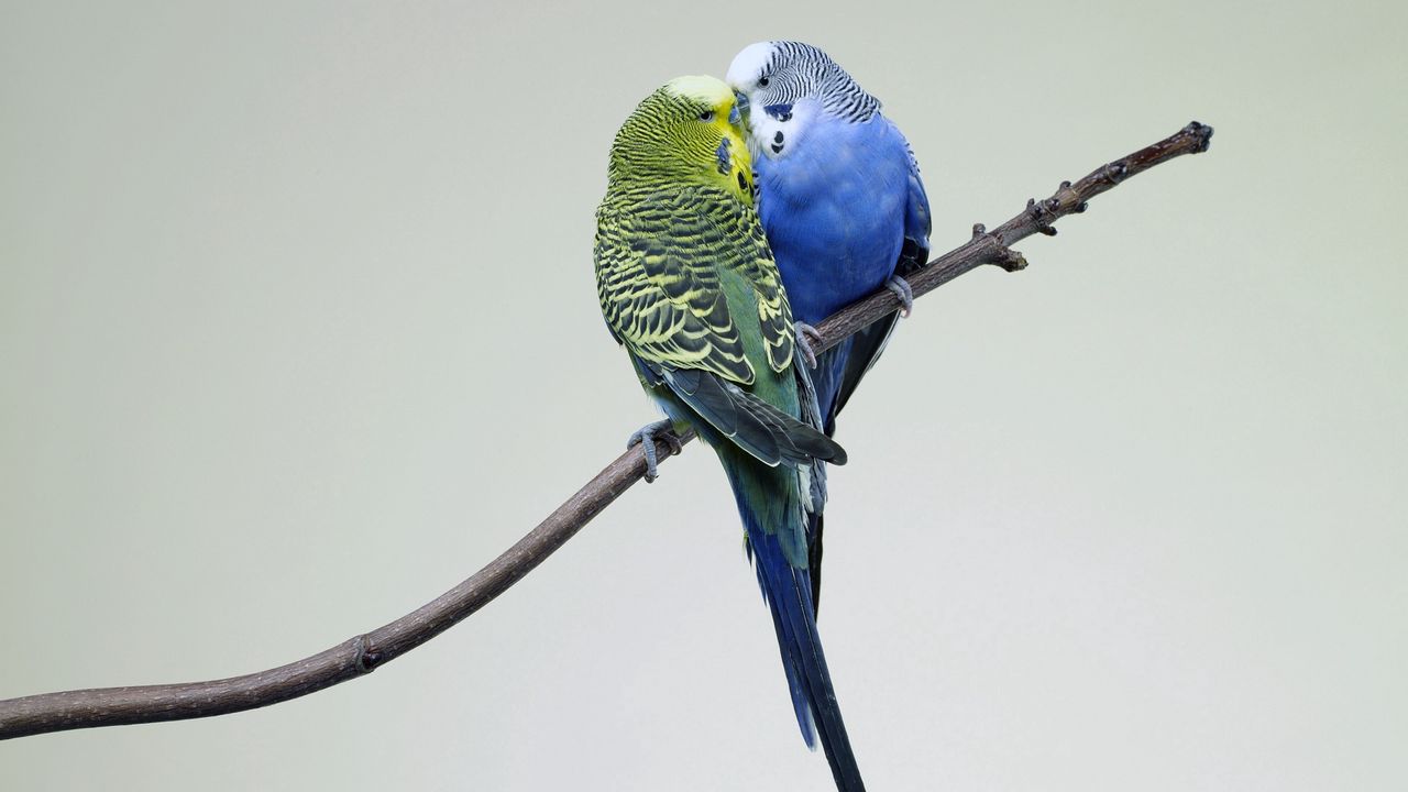 Wallpaper parrots, couple, budgies, branch, bird