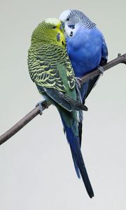 Preview wallpaper parrots, couple, budgies, branch, bird