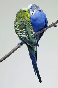 Preview wallpaper parrots, couple, budgies, branch, bird