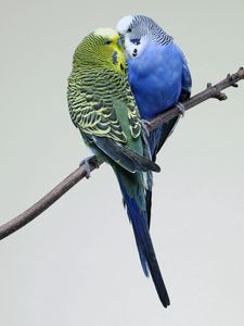 Preview wallpaper parrots, couple, budgies, branch, bird