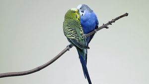 Preview wallpaper parrots, couple, budgies, branch, bird