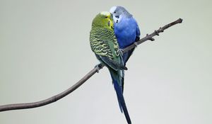 Preview wallpaper parrots, couple, budgies, branch, bird