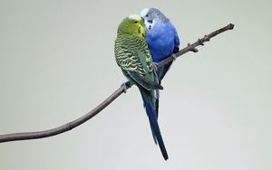 Preview wallpaper parrots, couple, budgies, branch, bird