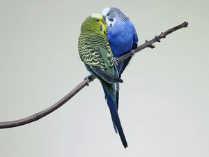 Preview wallpaper parrots, couple, budgies, branch, bird