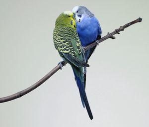 Preview wallpaper parrots, couple, budgies, branch, bird