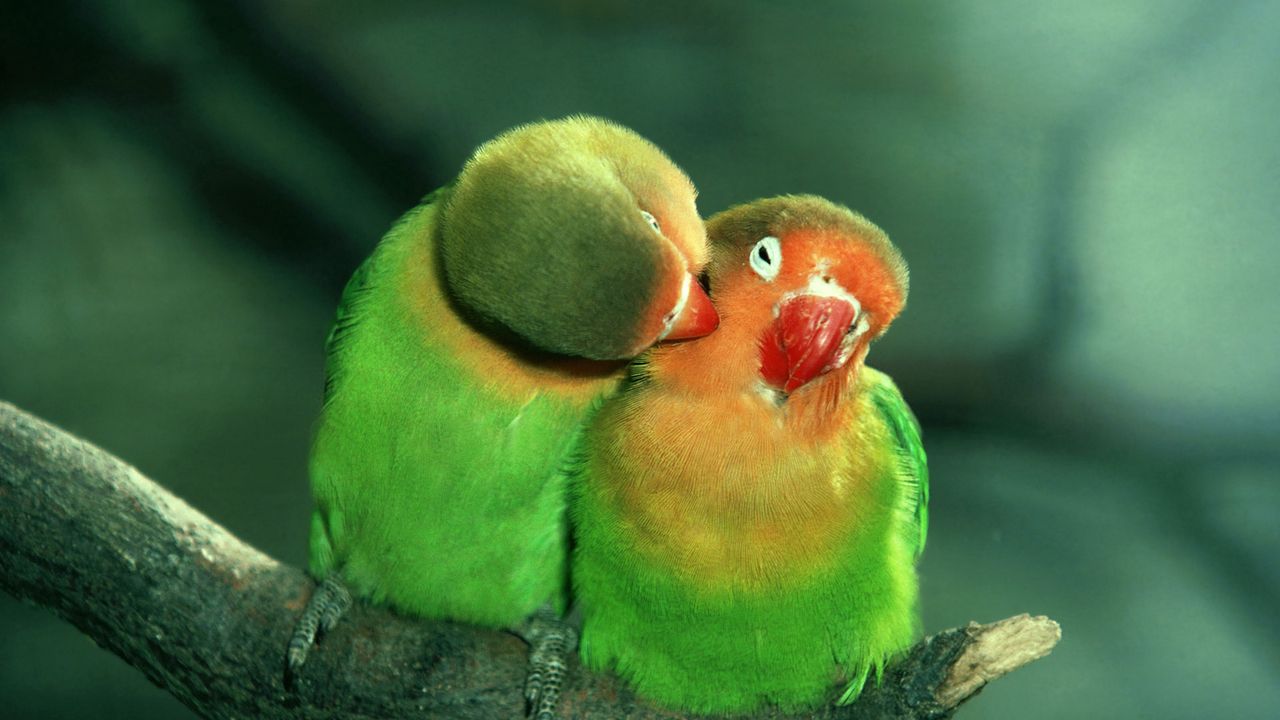 Wallpaper parrots, couple, care, tenderness