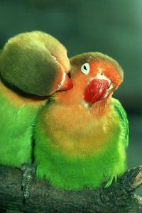 Preview wallpaper parrots, couple, care, tenderness