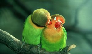 Preview wallpaper parrots, couple, care, tenderness