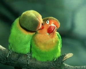 Preview wallpaper parrots, couple, care, tenderness