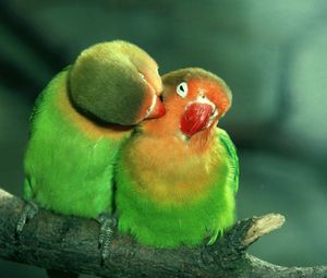 Preview wallpaper parrots, couple, care, tenderness