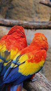 Preview wallpaper parrots, couple, color, feathers