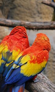 Preview wallpaper parrots, couple, color, feathers