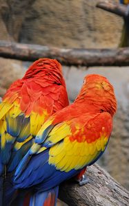 Preview wallpaper parrots, couple, color, feathers