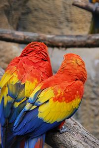 Preview wallpaper parrots, couple, color, feathers