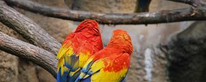 Preview wallpaper parrots, couple, color, feathers