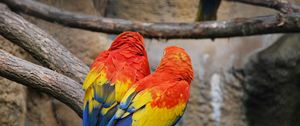 Preview wallpaper parrots, couple, color, feathers