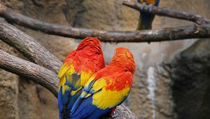 Preview wallpaper parrots, couple, color, feathers