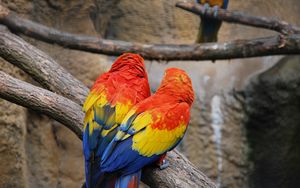 Preview wallpaper parrots, couple, color, feathers