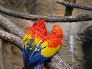 Preview wallpaper parrots, couple, color, feathers