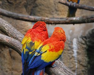 Preview wallpaper parrots, couple, color, feathers