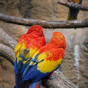 Preview wallpaper parrots, couple, color, feathers