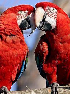 Preview wallpaper parrots, couple, color, feathers, caring, tenderness