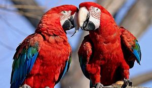 Preview wallpaper parrots, couple, color, feathers, caring, tenderness