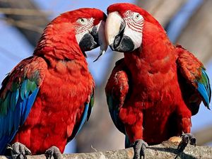 Preview wallpaper parrots, couple, color, feathers, caring, tenderness