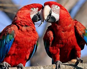 Preview wallpaper parrots, couple, color, feathers, caring, tenderness