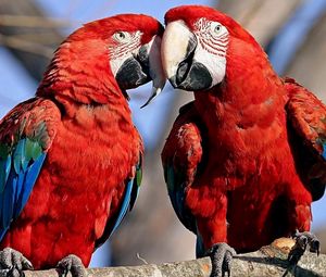 Preview wallpaper parrots, couple, color, feathers, caring, tenderness