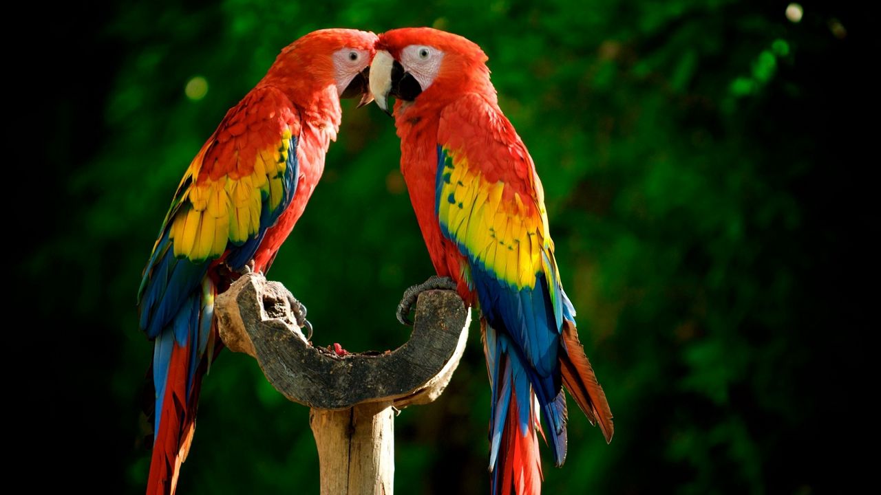 Wallpaper parrots, couple, colorful, feathers