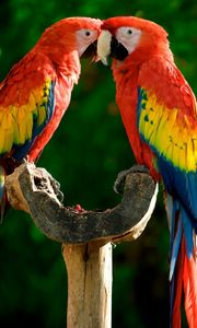 Preview wallpaper parrots, couple, colorful, feathers