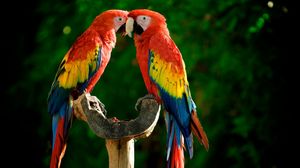 Preview wallpaper parrots, couple, colorful, feathers