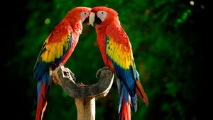 Preview wallpaper parrots, couple, colorful, feathers