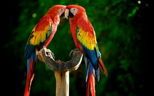 Preview wallpaper parrots, couple, colorful, feathers