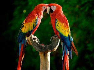 Preview wallpaper parrots, couple, colorful, feathers