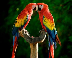 Preview wallpaper parrots, couple, colorful, feathers