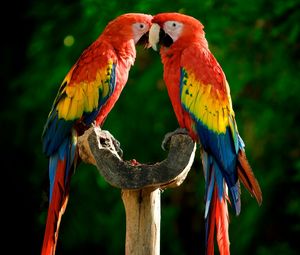 Preview wallpaper parrots, couple, colorful, feathers