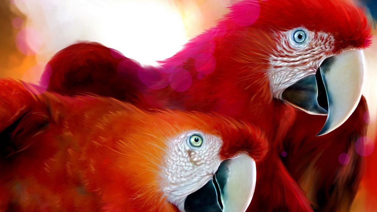 Wallpaper parrots, pair, beak, color